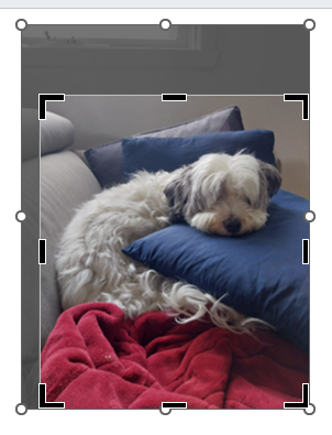 Cropping an image with crop handles visible